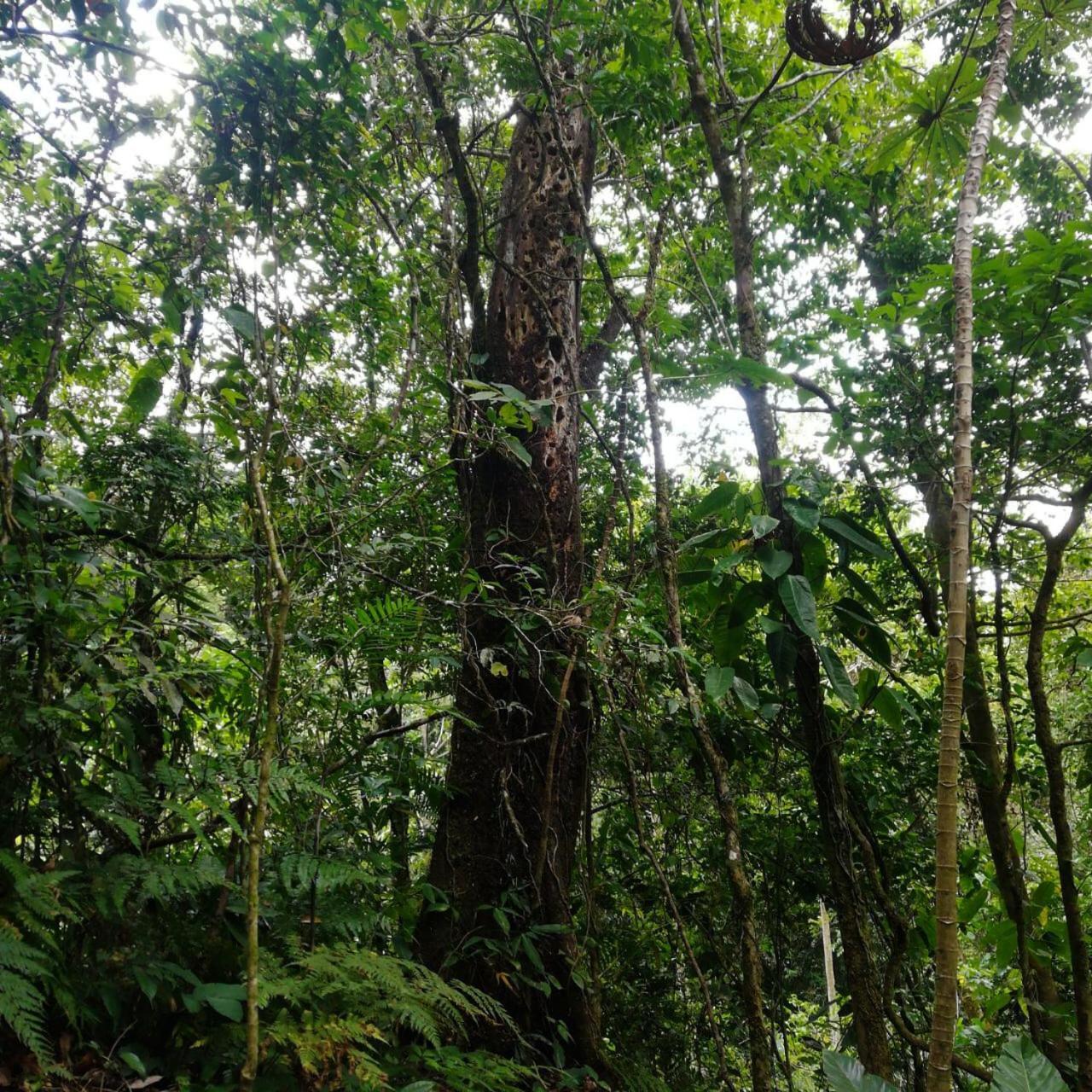 Casa Urraca, Magnifica Vista Al Oceano Pacifico Monteverde